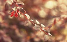 不會(huì)用體溫計(jì)的妻子給丈夫量體溫